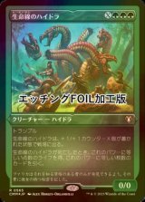 [FOIL] 生命線のハイドラ/Lifeblood Hydra (エッチング仕様) 【日本語版】 [CMM-緑R]