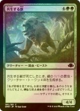 [FOIL] 共生する獣/Symbiotic Beast 【日本語版】 [DMR-緑C]